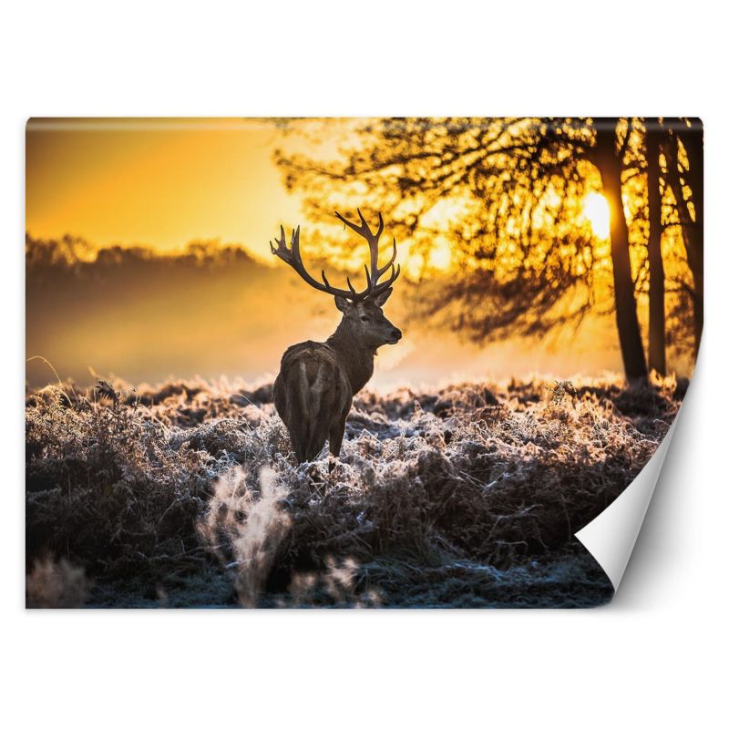Fototapeta Feeby Jeleń we mgle 150x105 1 szt