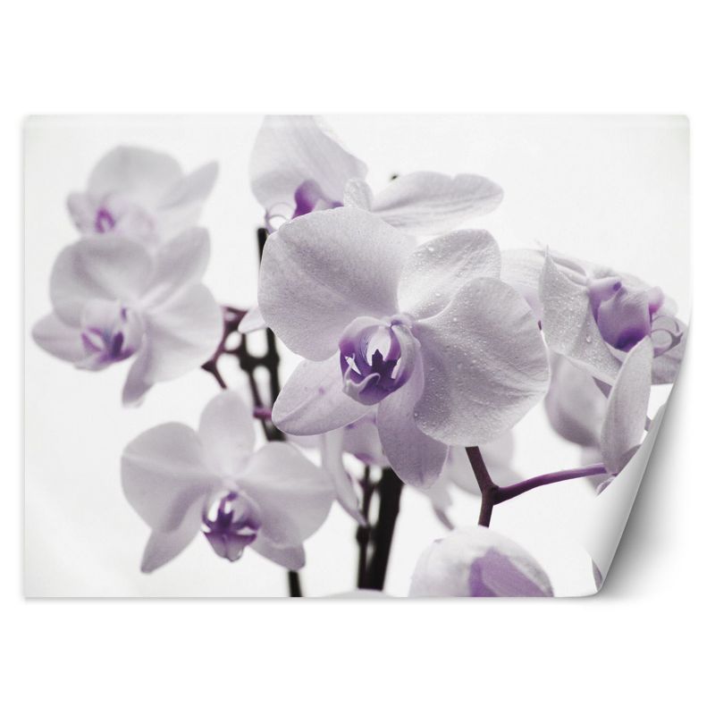 Fototapeta Feeby Kwitnąca orchidea 150x105 1 szt