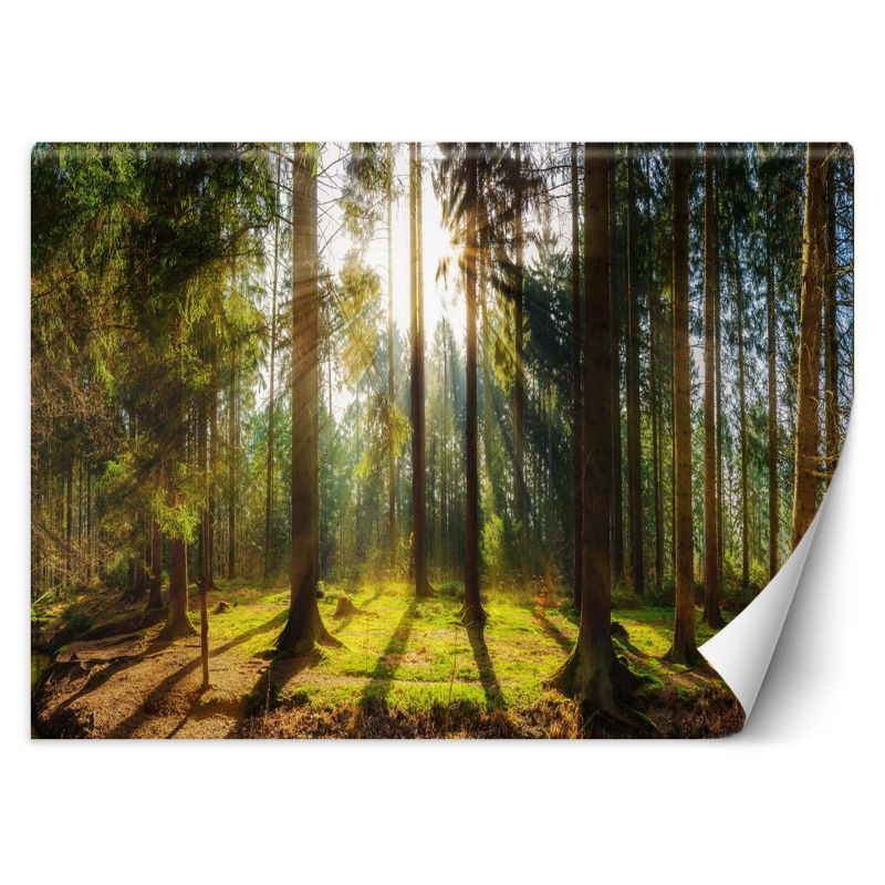 Fototapeta Feeby Las w promieniach słońca natura krajobraz 368x254 1 szt