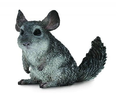 Szynszyla Mała Collecta
