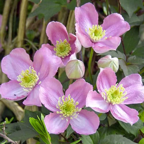 Clematis (Powojnik) Montana Tetrarose - Sadzonki: Ilość w opakowaniu: 1 szt - GradinaMax