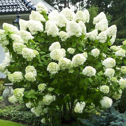 1 sadz, Hydrangea panic. Polar Bear, С2 - Sadzonki: Ilość w opakowaniu: 1 sadz