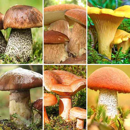 1 szt, Super oferta! Grzybobranie, zestaw 6 odmian grzybni - Grzybnia: Ilość w opakowaniu: 6 opak