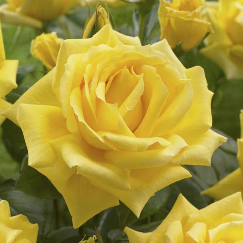 1 sadz, Róża wielkokwiatowa Golden Parfum de Provence - Sadzonki: Ilość w opakowaniu: 1 sadz