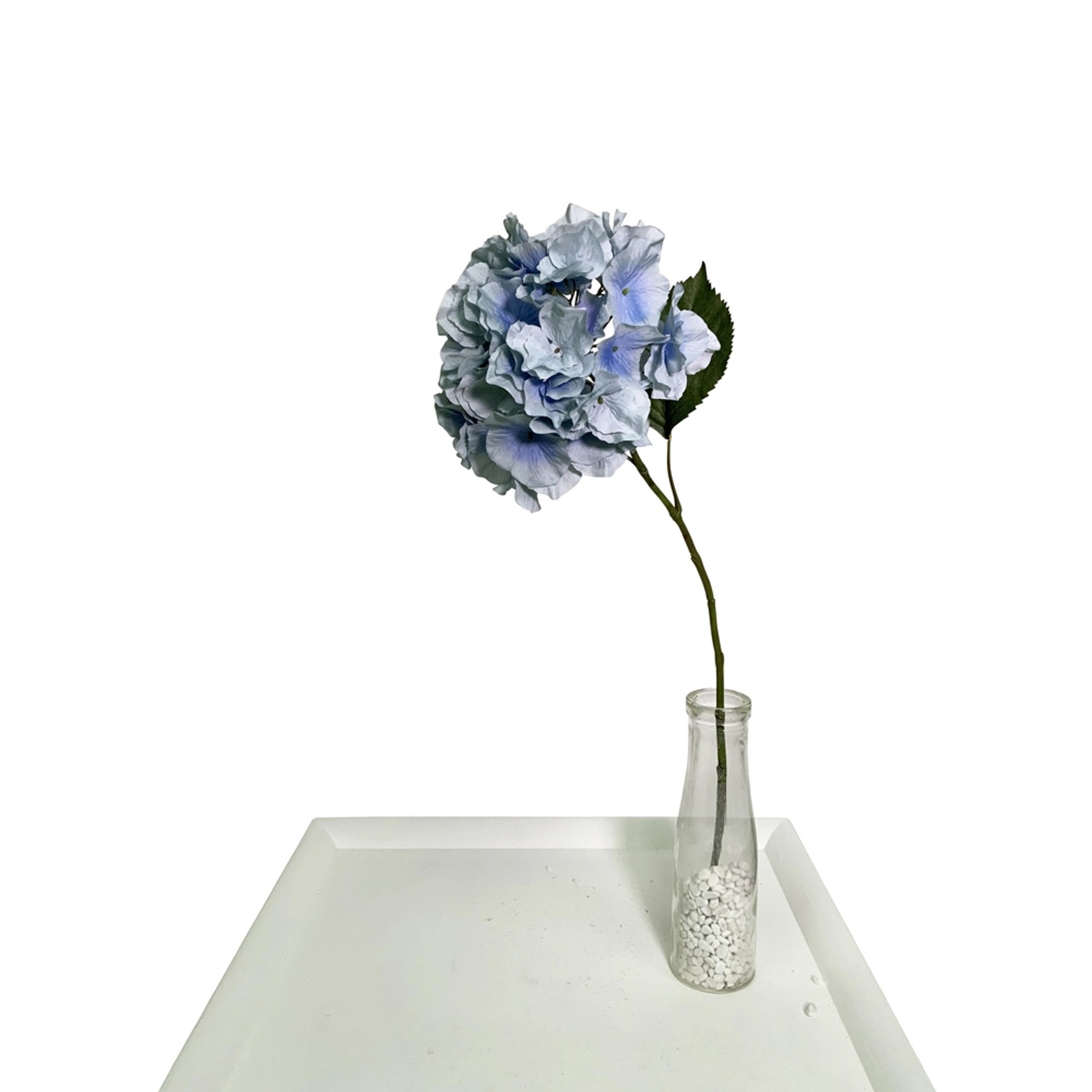 Hortensja niebieska wys. 72 cm