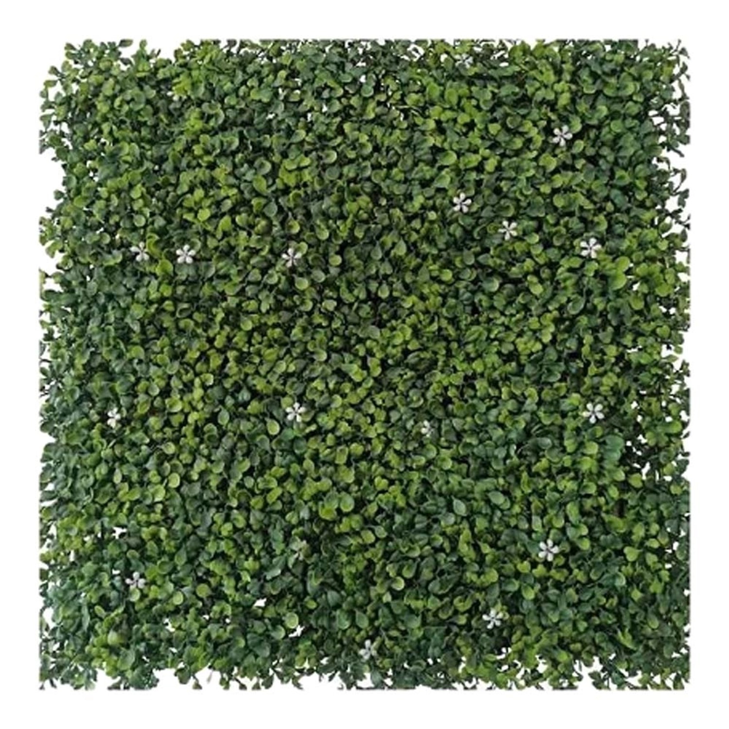 Panel zielona ściana bukszpan - 50 x 50 cm
