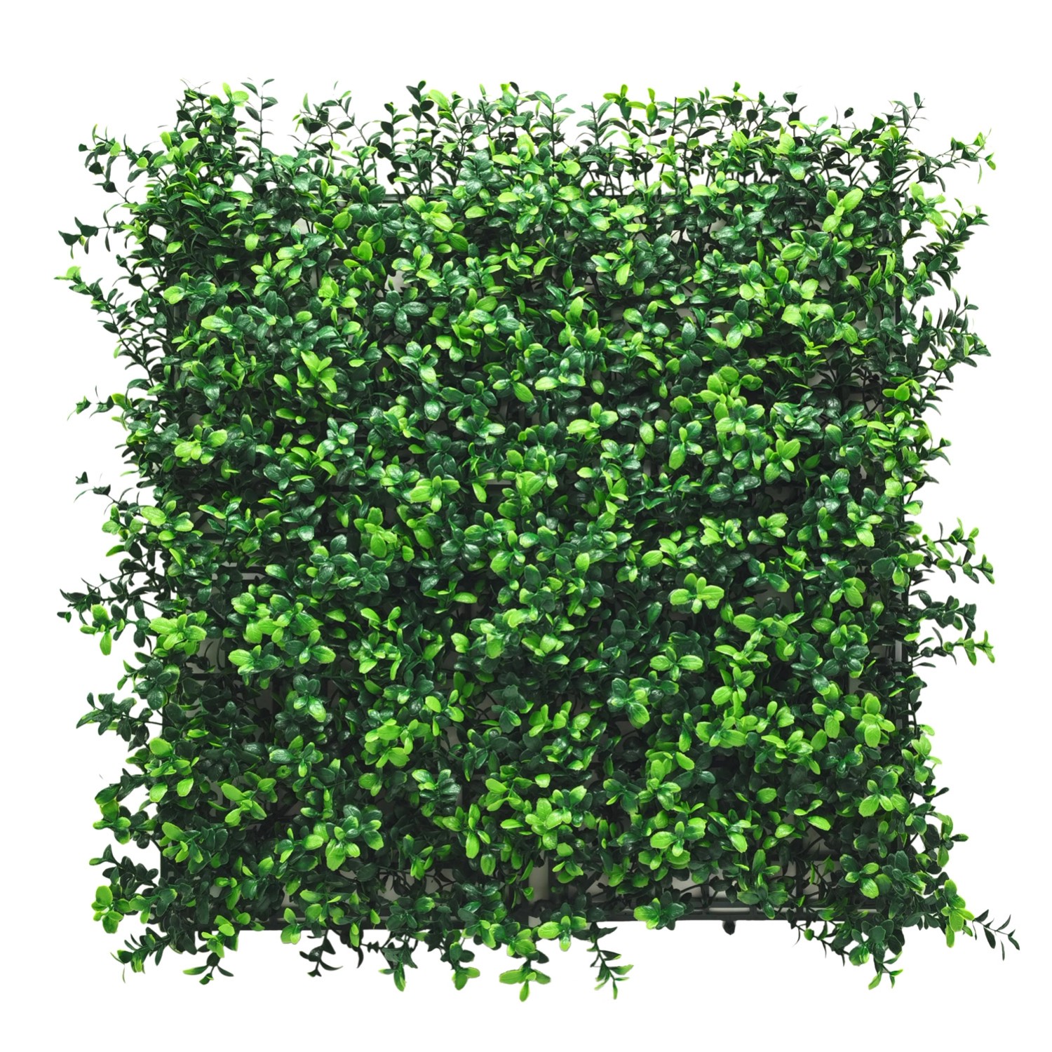 Panel Zielona ściana bukszpan 50 x 50 cm