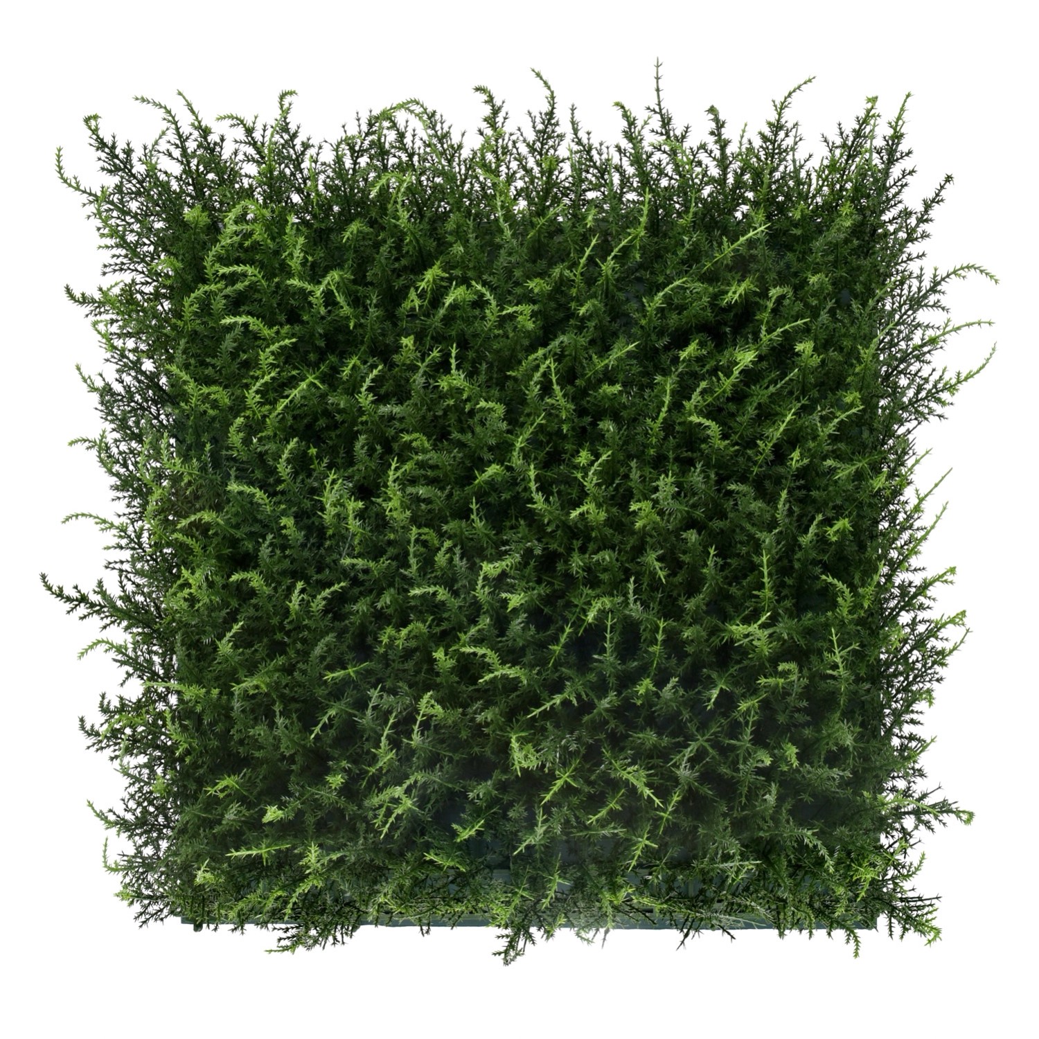 Panel Zielona ściana jałowiec 50 x 50 cm