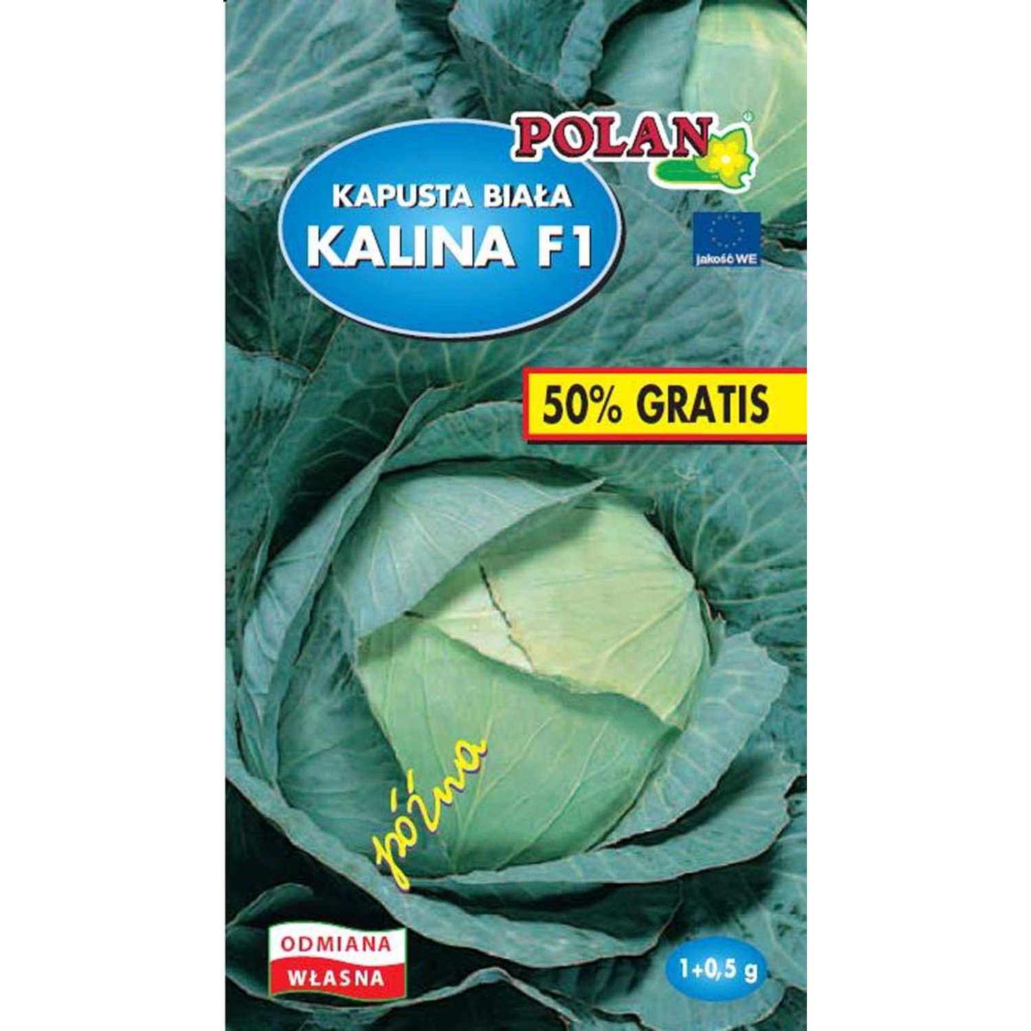 Kapusta głowiasta biała Kalina nasiona - 1,5 g