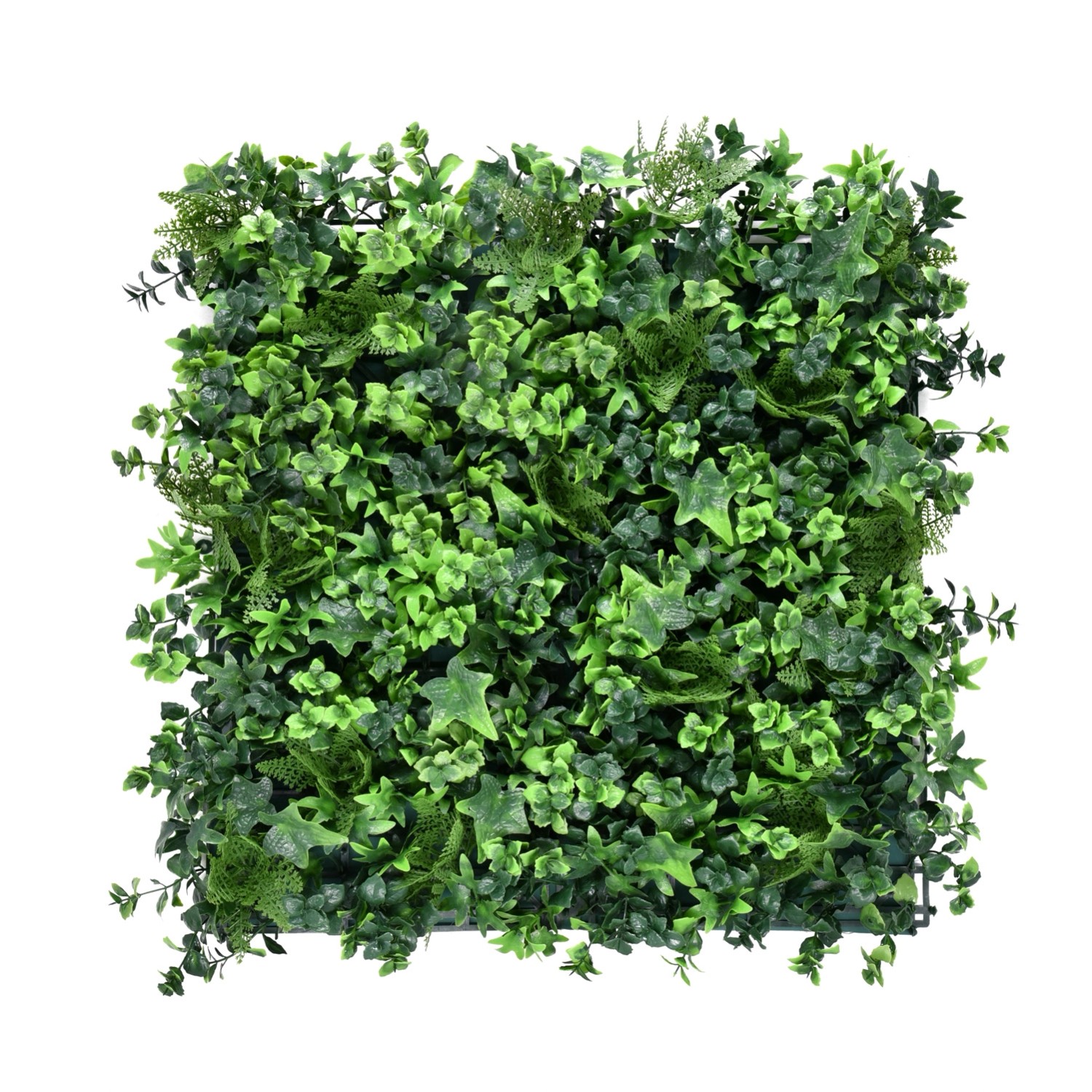 Panel Zielona ściana paproć 50 x 50 cm