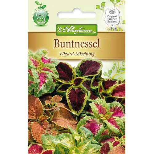 1 pac, Urzică decorativă (Coleus) Wizard, mix multicolor - Semințe: Mod de ambalare: 1 pac