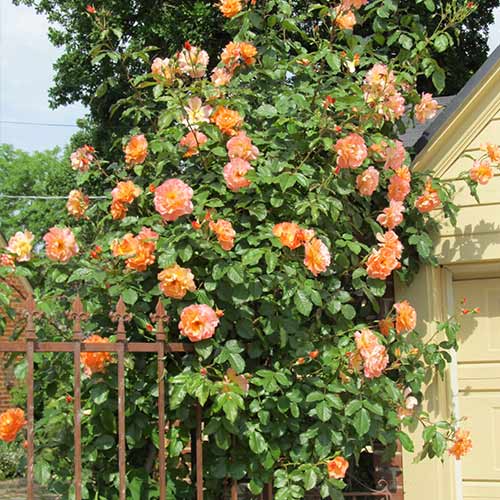 1 buc, Trandafir urcător Pink Orange - Butași: Mod de ambalare: 1 buc