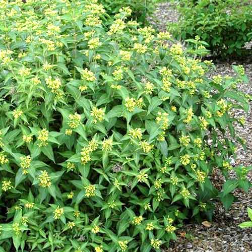 1 buc, Deutzia Butterfly - Răsaduri: Mod de ambalare: 1 buc