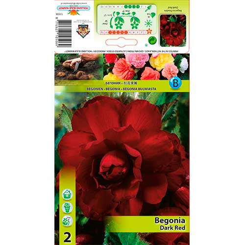 2 buc, Begonie Double Dark Red - Bulbi: Mod de ambalare: 2 buc