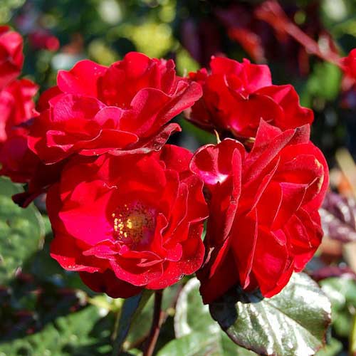 1 buc, Trandafir floribunda Europeana - Butași: Mod de ambalare: 1 buc