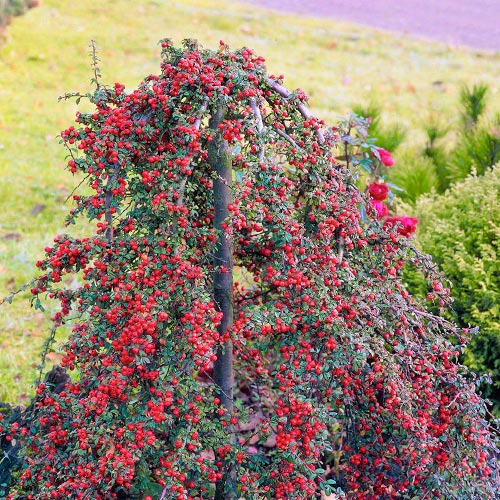 1 buc, Cotoneaster Coral Beauty - Puieți: Mod de ambalare: 1 buc