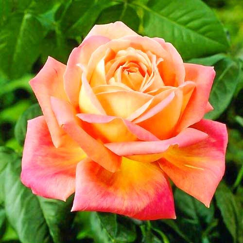 1 buc, Trandafir teahibrid Orange Pink - Butași: Mod de ambalare: 1 buc