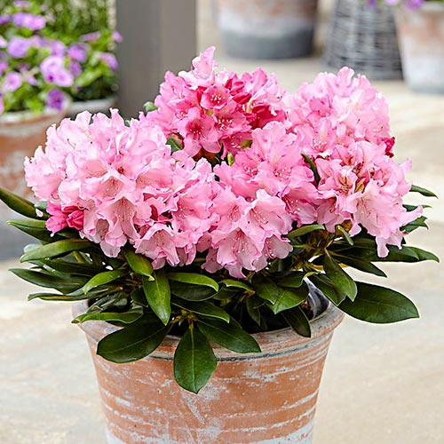 1 buc, Rhododendron Hania - Răsaduri: Mod de ambalare: 1 buc