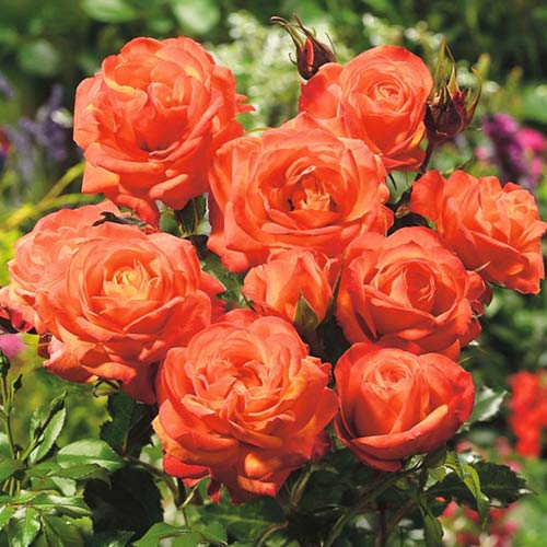 1 buc, Trandafir floribunda Orange - Butași: Mod de ambalare: 1 buc
