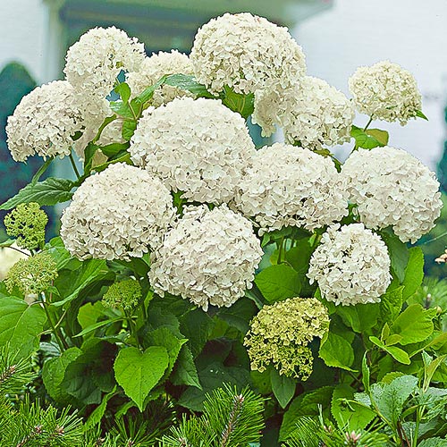 1 buc, Hortensia macrophylla White - Răsaduri: Mod de ambalare: 1 buc