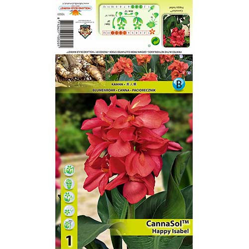1 buc, Canna Happy Isabel - Bulbi: Mod de ambalare: 1 buc