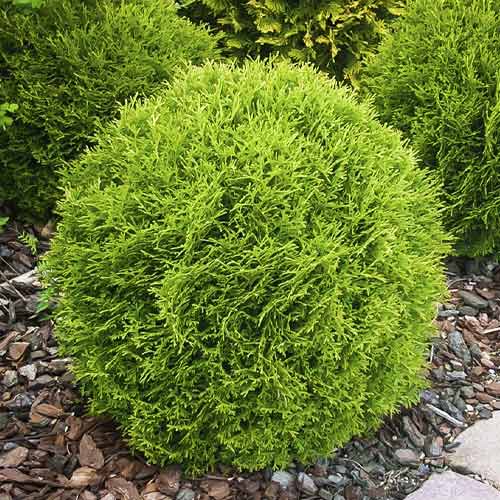 1 buc, Tuia (Thuja) Little Giant, C3 - Răsaduri: Mod de ambalare: 1 buc