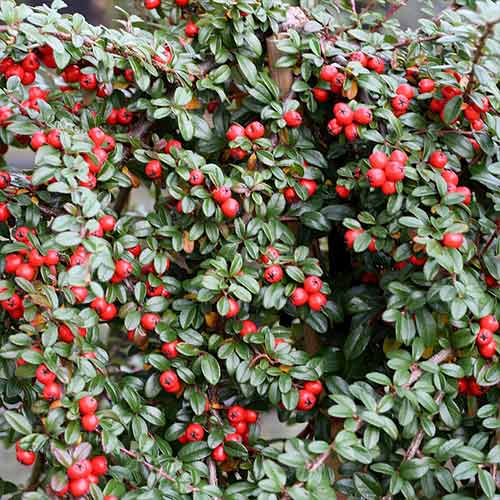 1 buc, Cotoneaster Major - Răsaduri: Mod de ambalare: 1 buc
