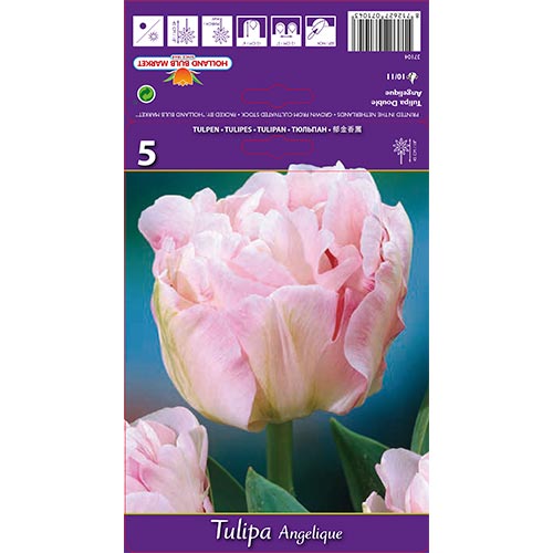 5 kus, Tulipán Angelique - : Monžstvo balíkov: 5 kus
