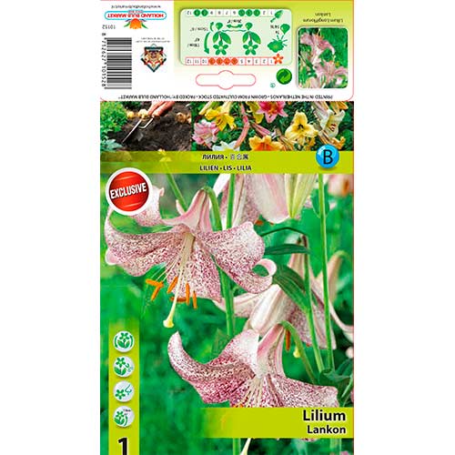 1 cib, Lilie Lankon - : Monžstvo balíkov: 1 cib