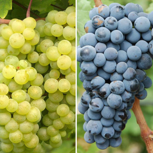 2 saz, Super nabídka! Sada vinné révy Maxi, 2 sazenice - : Monžstvo balíkov: 2 saz
