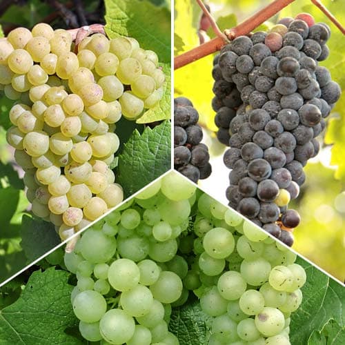 3 saz, Super nabídka! Sada vinné révy, 3 sazenice - : Monžstvo balíkov: 3 saz