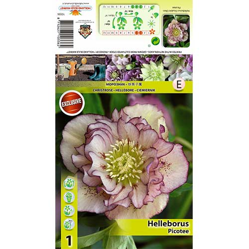 1 db, Hunyor (Helleborus) Double Ellen Picotee - Hagymák: Mod de ambalare: 1 db
