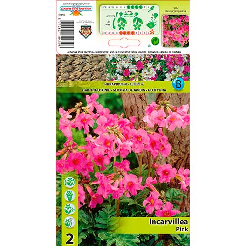 2 db, Szabadföldi gloxínia (Incarvillea) Delavayi Pink - Évelő: Mod de ambalare: 2 db