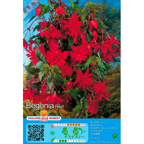 2 db, Csüngő begónia Red - Évelő: Mod de ambalare: 2 db
