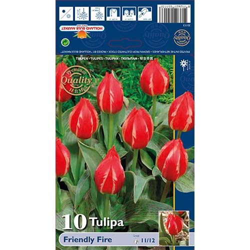 10 db, Tulipán Friendly Fire - Hagymák: Mod de ambalare: 10 db