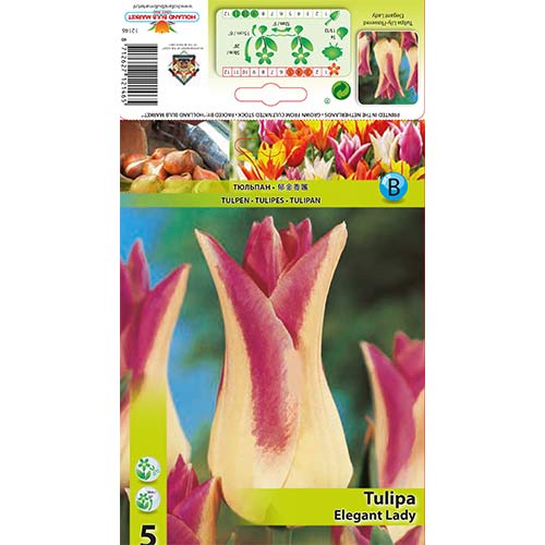 5 db, Tulipán Elegant Lady - Hagymák: Mod de ambalare: 5 db