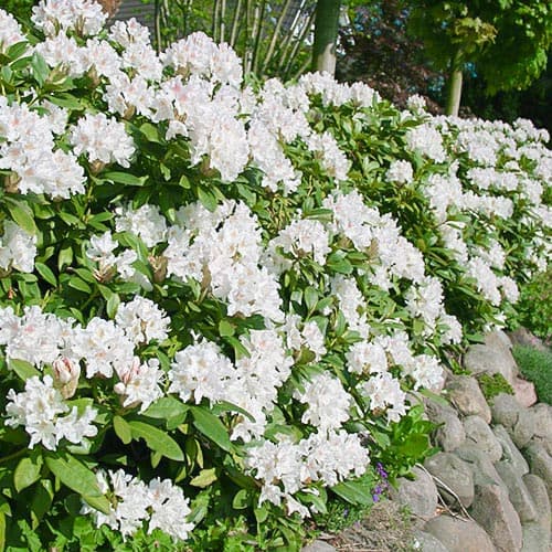 1 db, Rododendron Cunningham White - Palánták: Mod de ambalare: 1 db
