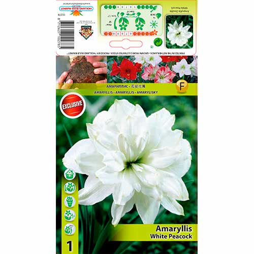 1 db, Szobaliliom (Amaryllis) White Peacock - Hagymák: Mod de ambalare: 1 db