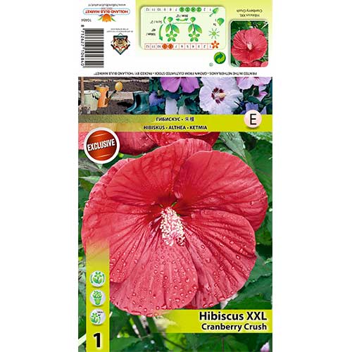 1 szt, Roseneibisch XXL Cranberry Crush - Setzlinge: Ilość w opakowaniu: 1 Pflanze(n)