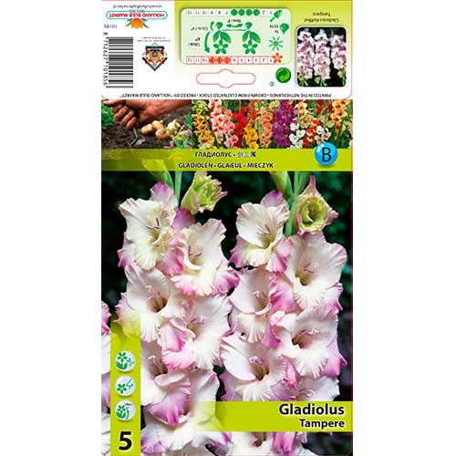 5 Stück, Gladiole Ruffled Tampere - Zwiebeln: Ilość w opakowaniu: 5 Stück