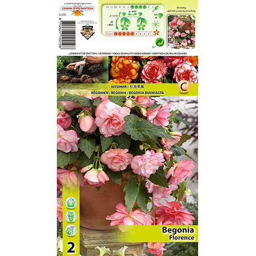 1 szt, Begonie Picotee Cascade Florence - Stauden: Ilość w opakowaniu: 2 Stück