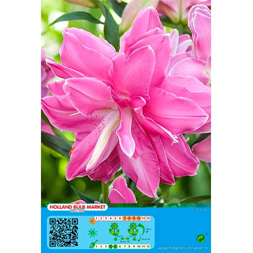 1 Stück, Orientalische Lilie Lotus Wonder - Zwiebeln: Ilość w opakowaniu: 1 Stück