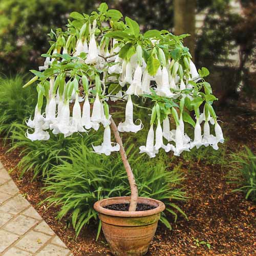 1 szt, Brugmansia White - Stauden: Ilość w opakowaniu: 1 Stück