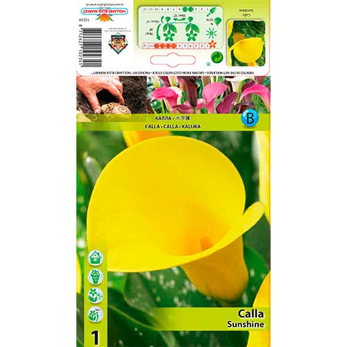 1 Stück, Calla Sunshine - Stauden: Ilość w opakowaniu: 1 Stück