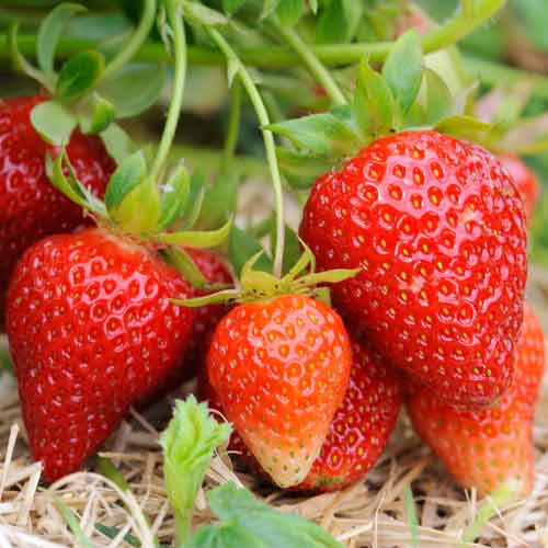 5 Setzling(e), Erdbeeren Vima Xima - Setzlinge: Ilość w opakowaniu: 5 Setzling(e)