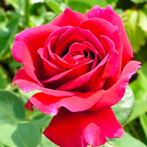 1 Pflanze(n), Großblütige Rose Simona - Setzlinge: Ilość w opakowaniu: 1 Pflanze(n)