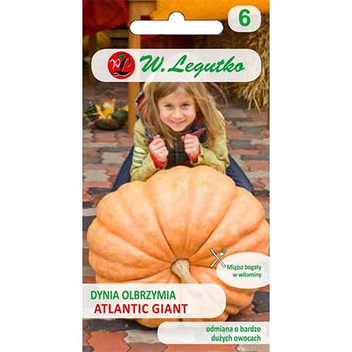 1 szt, Kürbis Atlantic Giant Legutko - Samen: Ilość w opakowaniu: 3 g