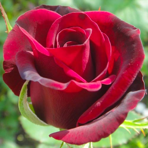 1 Pflanze(n), Großblütige Rose Marina Marini , C5 - Setzlinge: Ilość w opakowaniu: 1 Pflanze(n)