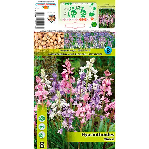 Hyacinthoides Hisp. Mixed - Bulbos: Ilość w opakowaniu: 8 bulbe