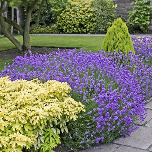 Lavanda Dwarf Blue - Plântulas: Ilość w opakowaniu: 1 plant